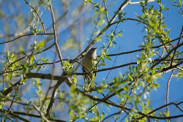 bird in a tree