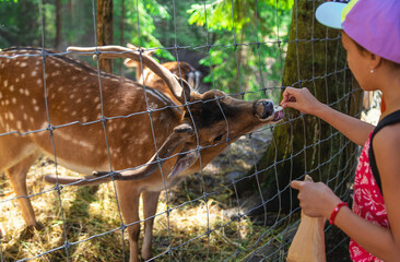 A child feeds a deer on a farm. Selective focus.