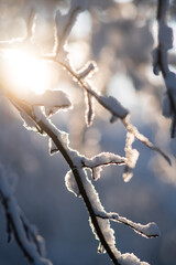 Frozen tree branches in snow covered forest. Backlit by sunlight, close up shot, no people