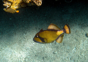 Trigger fish photographed while snorkling in the red sea.