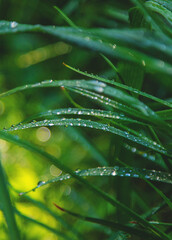 Water drops on grass leaves. Selective focus.