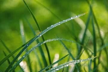Water drops on grass leaves. Selective focus.