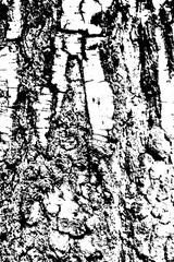 Birch bark texture	