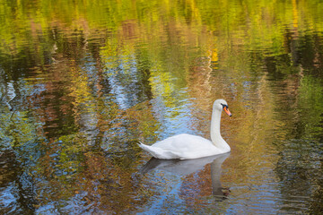 Beautiful white swan glides on the waters surface with the reflection of nearby trees