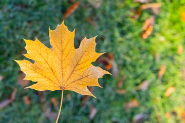 Bright yellow maple leaf with frost in fall