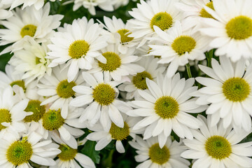 White chamomile. Medicinal plant. Use for cosmetic purposes.