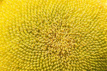 Closeup of the center of a sunflower