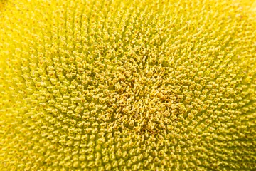 Rolgordijnen Closeup of the center of a sunflower © Michael O'Neill