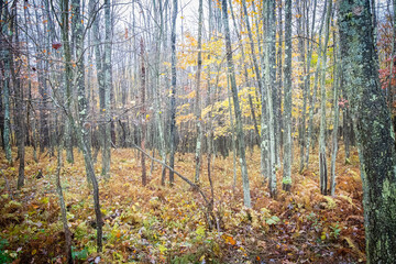 Landscape looking into a forest of trees in winter