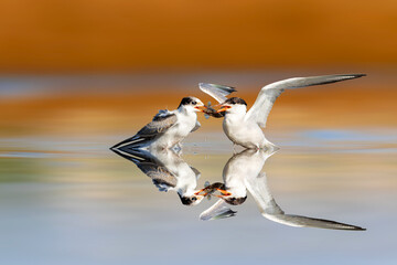 Terns fighting over caught fish. Colorful nature background. 