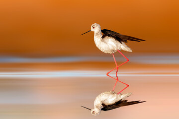 The stilt is one of the most delicate and beautiful birds of wetlands. Black winged Stilt. Himantopus himantopus. Colorful nature background. 