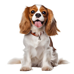 happy Cute dog on transparent background PNG is easy to decorate and use.