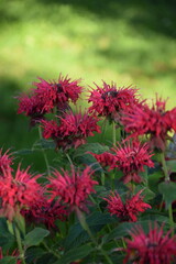 Monarda flowers in summer garden, green bokeh background.
