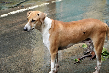 Stray dog looking for food and shelter after Chennai Cyclone Michaung. Poor dog looking for food in the streets with rain water draining.
