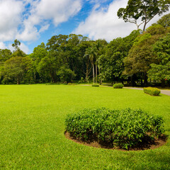 Beautiful meadow in the summer park