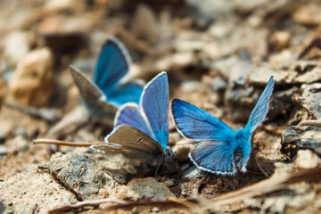 blue butterfly on the ground