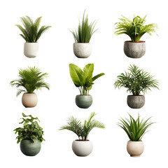Potted tropical plant on transparent background or PNG file made with Ai generative technology