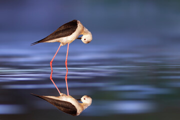 The stilt is one of the most delicate and beautiful birds of wetlands. Black winged Stilt....