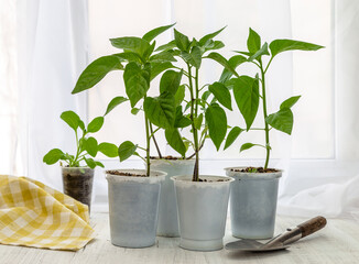 Young seedlings of peppers and flowers on the windowsill. Ecological cultivation of home pepper...