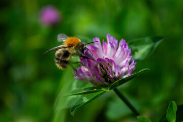 bee sucking nektar from a flower © Indira
