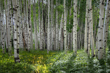 Summer Aspens