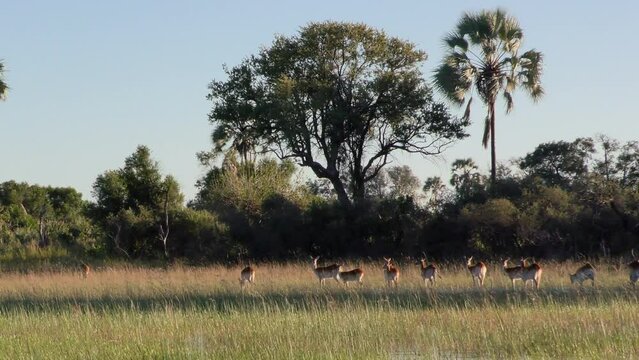 4k 25p footage of video footage of a red or southern lechwe (Kobus leche) herd in the grasslands of the Okavango Delta in  Botswana