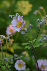 Anemone scabiosa on bokeh green garden background, anemone japonica in summer garden.