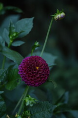 Dahlia flower on bokeh garden background, dahlia flower closeup.