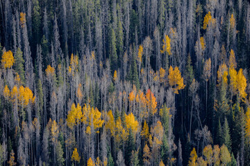 Colorado Fall Colors