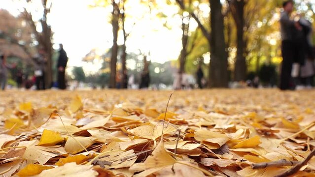 TOKYO, JAPAN - NOV 2023 : View of orange and yellow Autumn leaves and trees at Yoyogi park in sunset. Japanese fall, foliage and nature concept video. Time lapse shot.