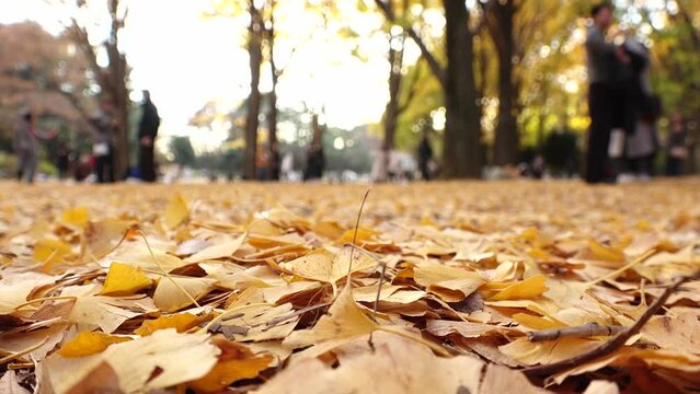 TOKYO, JAPAN - NOV 2023 : View of orange and yellow Autumn leaves and trees at Yoyogi park in sunset. Japanese fall, foliage and nature concept video. Time lapse shot.
