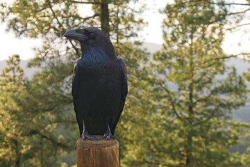 Gran Canaria: Foreground of a black raven perched on a wood fence