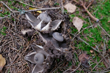 Fringed earthstar mushroom Geastrum fimbriatum grow in forest moss