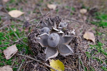 Fringed earthstar mushroom Geastrum fimbriatum grow in forest moss