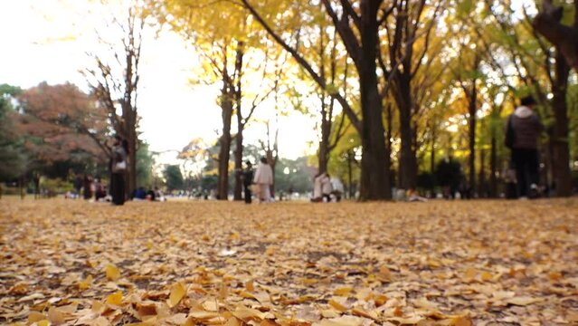TOKYO, JAPAN - NOV 2023 : View of orange and yellow Autumn leaves and trees at Yoyogi park in sunset. Japanese fall, foliage and nature concept video. Slow motion shot.