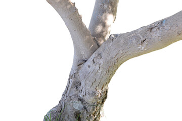 Tree trunk isolated on transparent background