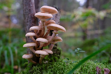 mushroom armillaria mellea - group of edible mushrooms growing in forest. Bunch of fresh honey fungus on small birch trunk 