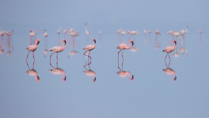Lesser Flamingos or flamingoes on the lake searching for food