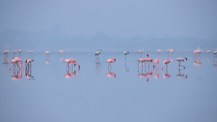 Lesser Flamingos or flamingoes on the lake searching for food