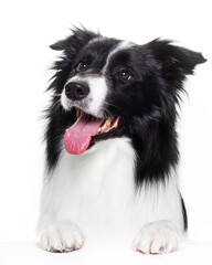 Border Collie, dog, portrait, head turn on a white background, isolate