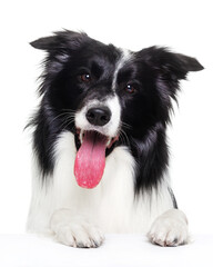 Border Collie, dog, portrait, head turn on a white background, isolate