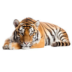 Fototapeta premium a tiger sleeping isolated on white background or transparent background