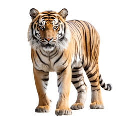 Obraz premium a tiger standing isolated on white background or transparent background