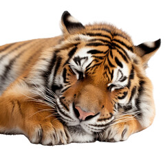 Fototapeta premium a tiger sleeping isolated on white background or transparent background