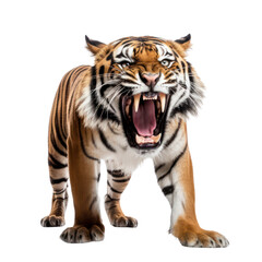a tiger roaring isolated on white background or transparent background