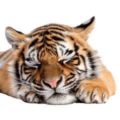 Fototapeta na wymiar a tiger sleeping isolated on white background or transparent background