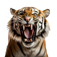 a tiger roaring, isolated on white background or transparent background