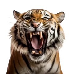 Zelfklevend Fotobehang a tiger roaring, isolated on white background or transparent background © Gasi