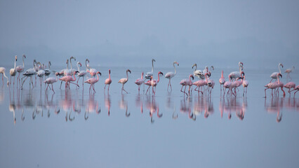 Flamingos or flamingoes on the lake searching for food