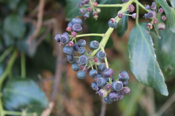 Fouesnant, Bretagne, France; December 2nd 2023: Dendropanax wild flower plant from the Araliaceae family.